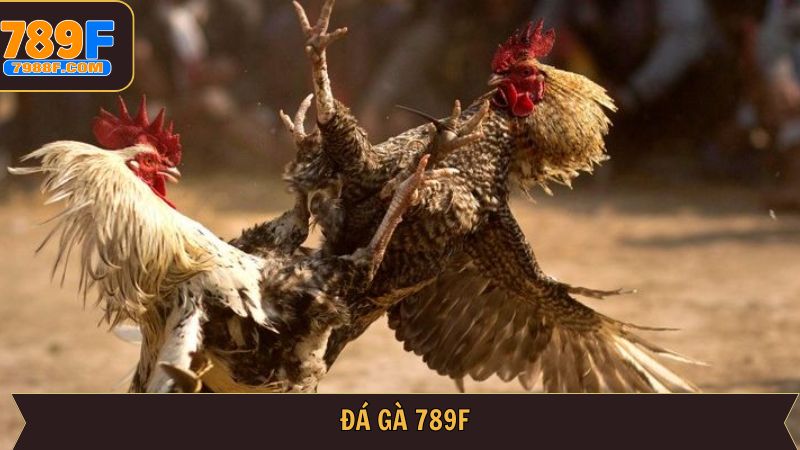 789F đá gà – Xem Trực Tiếp Thomo, Cược Nhanh, Ăn Tiền Ngay